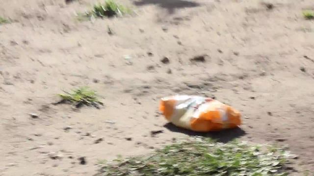 Как кормить голубей. смотреть онлайн