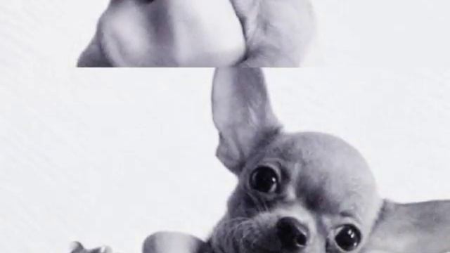 Самые милые собачки !!! смотреть онлайн