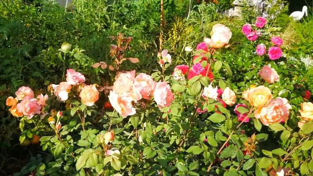 Повторное цветение роз(Делия, Эмма Гамильтон, Чип энд Дейл) на канале ,,Мир Вашему саду" смотреть онлайн
