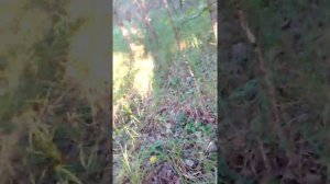 Посёлок Муслюмово в Кунашакском районе Челябинской област,в лесу часть1.