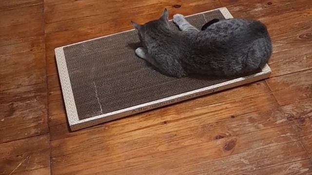 Фидбэк для кота?