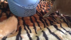 Кот не принял котёнка