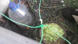 чем кормить недельных и двухнедельных утят мускусной утки, утки шипуна