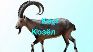 Изучаем турецкий язык | Животные на турецком языке