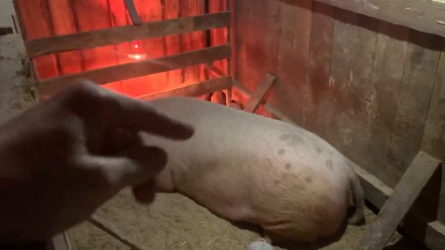 СТРОЮ ДОМ ДЛЯ МЫШЕЙ ? ОТВЕЧАЮ НА ВАШИ ВОПРОСЫ смотреть онлайн