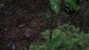 Поиск монет с АКА Сорекс Про / Поиск кладов / Поиск с металлоискателем видео / Поиск кладов / Поход