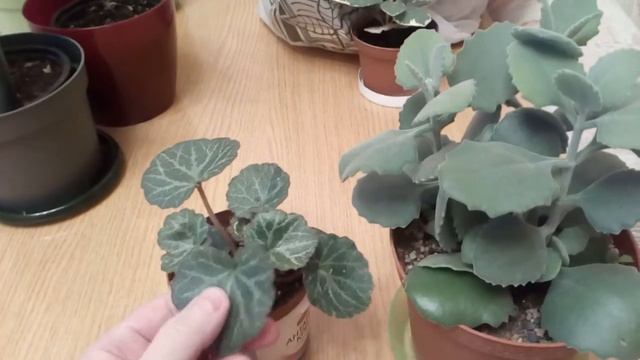 Обзор новых и старых растений. смотреть онлайн