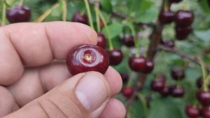 Вишня, яка не стікає соком!!! Сорт Келеріс (cherry Kelleris) для найсмачніших вареників 20.07.2023р