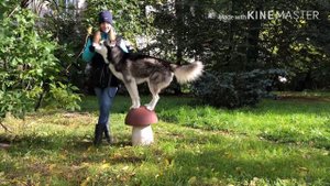 Как правильно гулять с собакой