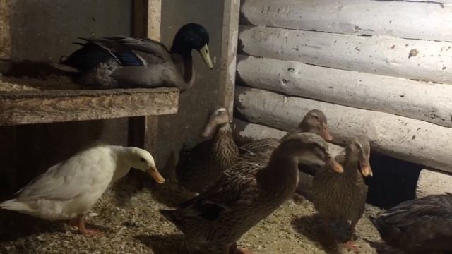 Утки Бегунки несутся зимой/ Кто скажет, что это не утка несушка. смотреть онлайн