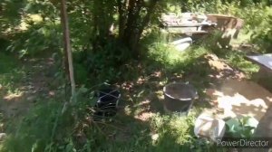 Мой сад и огород в Сочи.