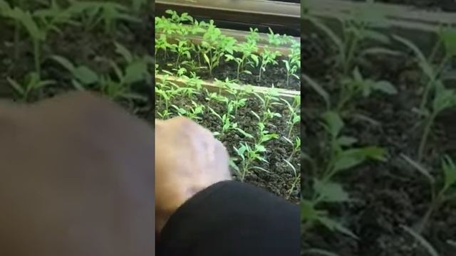 Выращиваем рассаду в гараже под лампами. #рассада#весна#теплица#помидоры#полив#рыхление смотреть онлайн