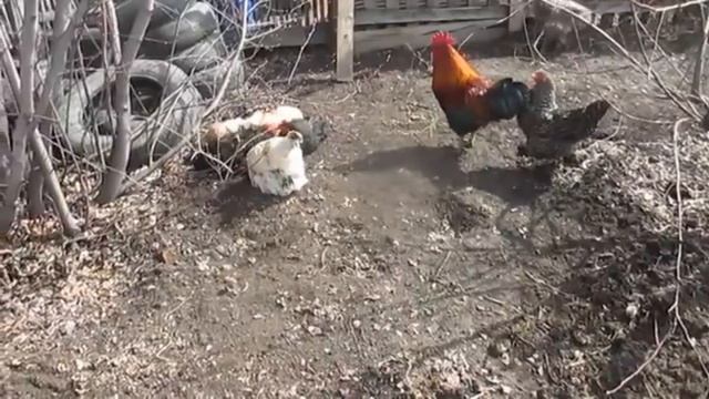Куры Птицеводство Подсобное хозяйство куры Куры на прогулке Куры на даче