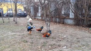 нападение петуха