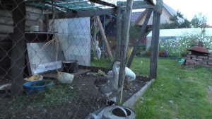 ГУСИ/ НАШЕ МНЕНИЕ О СОДЕРЖАНИИ, БУДЕМ ЛИ ЗАВОДИТЬ ЕЩЕ?👍