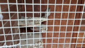 ОНИ ПИТАЮТС ТОЛЬКО ДЕЛИКАТЕСАМИ