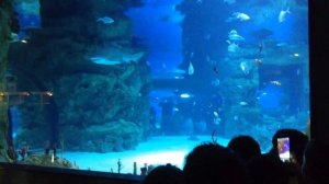 Москвариум, как кормят акул в океанариуме.