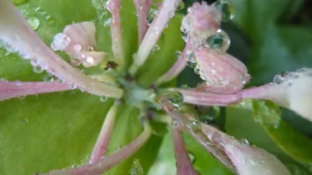 дождливое лето смотреть онлайн