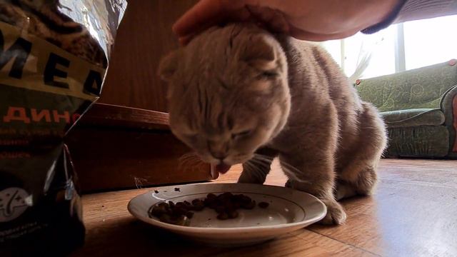 Как наш котик Мася кушает 💋|| #кот #cat #animals #коты #кошки #вислоухий #британские смотреть онлайн