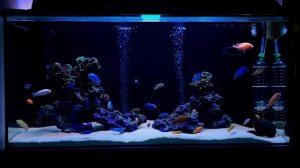Африканские цихлиды. African cichlids. malawi aquarium ~140gallon tank.