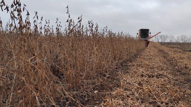 Поздняя уборка питомников сои - 2022 смотреть онлайн