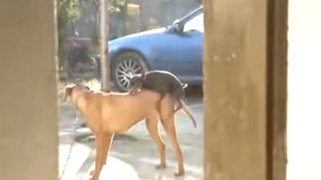 Great couple / Отличная пара смотреть онлайн