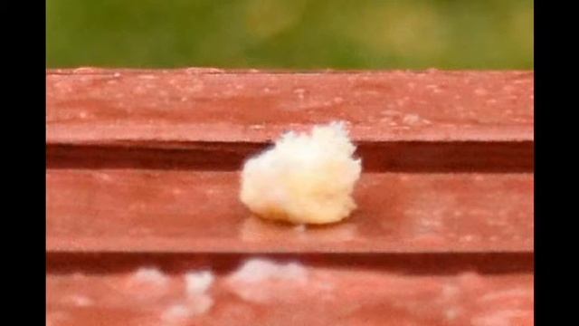 чересчур странный голубь смотреть онлайн