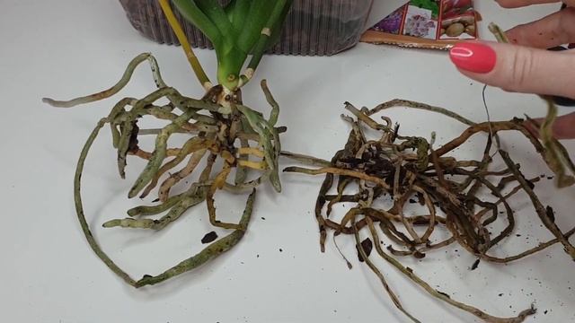 Желтеет лист орхидеи / Пересадить орхидею смотреть онлайн