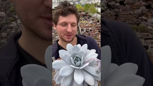 ГИГАНТСКАЯ ECHEVERIA LAUI МЕГА ЭКЗОТИКА - РЕДКИЙ СУККУЛЕНТ С БЕЛЫМ НАЛЕТОМ НА ЛИСТЬЯХ смотреть онлайн