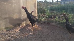 3 августа 2022 г. шамо, бойцовые петухи