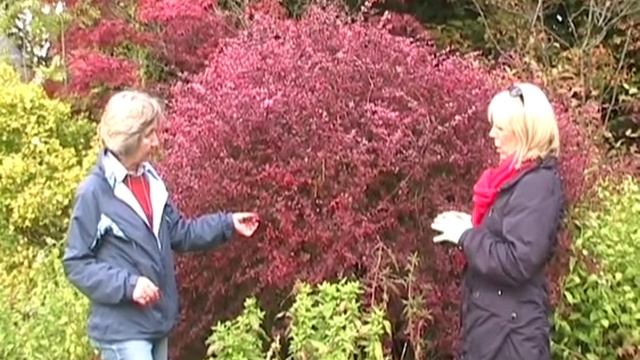 Berberis Thunbergii Rose Glow
