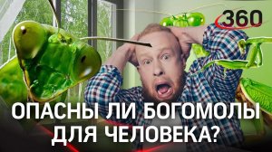 Нашествие богомолов в Подмосковье: они опасны?