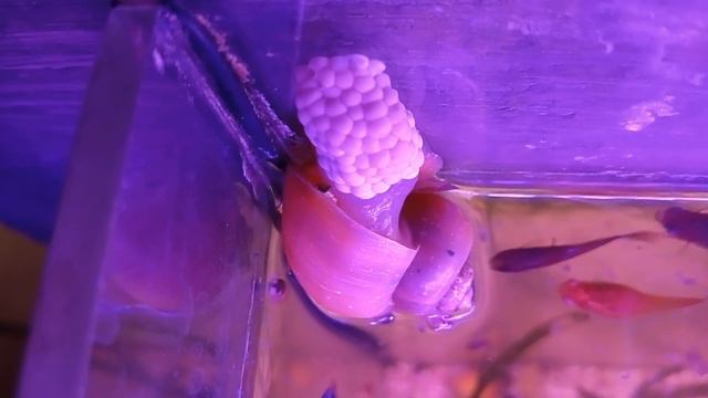 Ампулярия откладывает икру смотреть онлайн