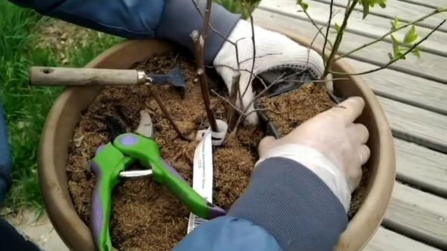 РАЗМНОЖЕНИЕ ГОЛУБИКИ. Раннее формирование ОТВОДКА .