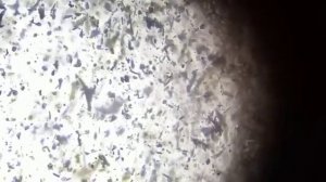 В чём феномен крещенской воды и почему Крещенская вода не портится, ОВП воды и другие замеры.