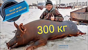 Огромный кабан уехал на мясо! Трех породный гибрид F1-Пьетрен-Макстер! вес 300 кг!!!