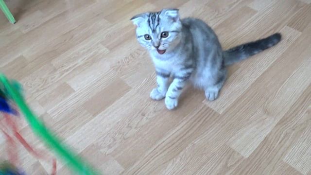 Симба я люблю тебя Тася и Симба Песенка про Симбу смотреть онлайн