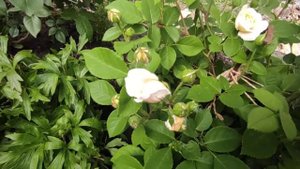 Роза Тизинг Джорджия из коробки, зацвела.