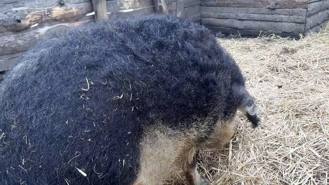 МАНГАЛИЦА ❗❗❗НЕВЫГОДНАЯ ПОРОДА СВИНЕЙ.