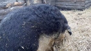 МАНГАЛИЦА ❗❗❗НЕВЫГОДНАЯ ПОРОДА СВИНЕЙ.