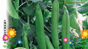 Горох Орегон Шуга (Горох). Краткий обзор, описание характеристик, где купить семена pisum sativum