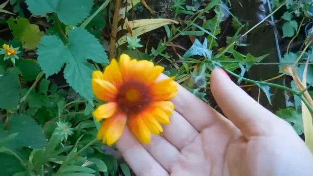 Каждую осень делайте так. Как собрать семена смотреть онлайн