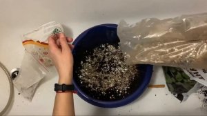 Посадка семян тиса ягодного и пихты черной