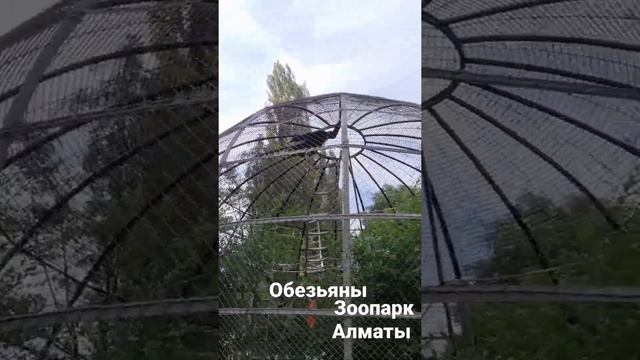 зоопарк Алматы