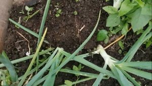 Секрет как  вырастить крупную  луковицу у семейного лука.
