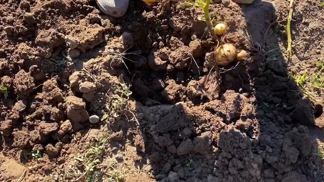 vlog ? ? ? ДАЧА урожай в СЕНТЯБРЕ ! ПЕРСИКИ из КОСТОЧЕК ! МАМА хочет в МОСКВУ смотреть онлайн