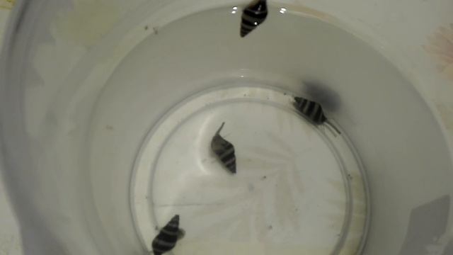 #Аквариум#Улитки Хелены.# (хелены для аквариума,как помошники)!# смотреть онлайн