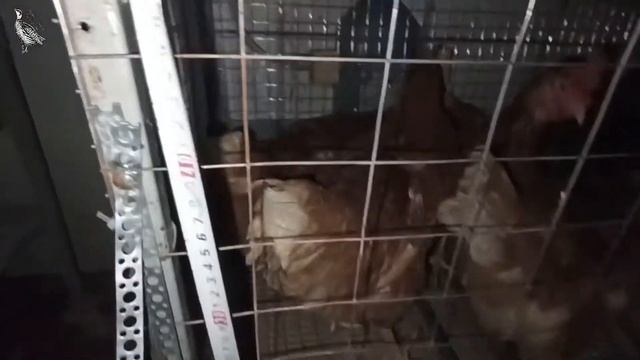 Содержание курей несушек в клетке
