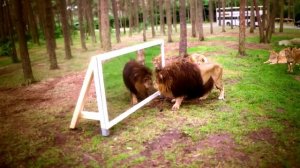 Best coub, приколы 2022, extra coub, coub mix, угар, memes 12