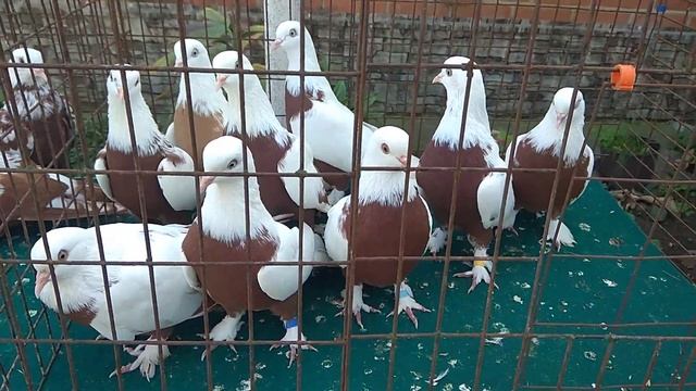 Краснодарские красногрудые